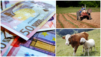 APIA. Subvenţii 2021 - Primă de comercializare între 10.000 - 20.000 euro/fermier