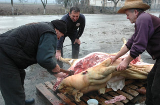 ANSVSA. Sacrificarea porcilor în perioada sărbătorilor - Măsuri de prevenire, supraveghere și control