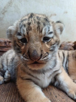 Zoo Oradea, „pepinieră” de tigri siberieni - Alți doi pui au venit pe lume