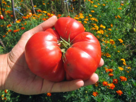 Programul Tomata continuă şi în 2020 - Condiţii care trebuie îndeplinite