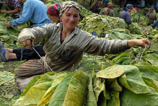 APIA: Pentru culturile de tutun – Subvenţie de 1.500 euro/ha
