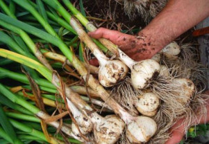 Susţinerea producţiei de usturoi – Ajutor de minimis de 1.000 euro/ha pentru fermieri