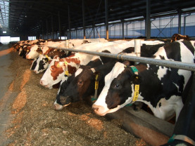 CJAPIA Bihor: Crescătorii de vaci cu lapte - Documente pentru obţinerea sprijinului financiar excepțional