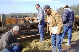 APIA: În fermele de animale - Verificările pentru ANT/SCZ pot fi şi inopinate