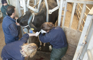 În sprijinul medicilor veterinari - În acest an, va fi pusă în aplicare o nouă legislaţie