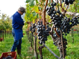 APIA: Termen 30 noiembrie la măsura de asigurare a recoltelor de struguri pentru vin
