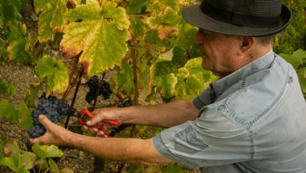 CJAPIA Bihor. Sectorul viniviticol - O nouă formă de sprijin acordată producătorilor