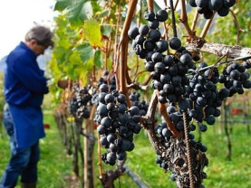 MADR. Sectorul vitivinicol - Ajutor de stat pentru producători