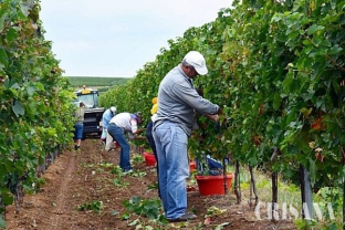 MADR: Acordarea sprijinului financiar - Condiţii de eligibilitate în viticultură