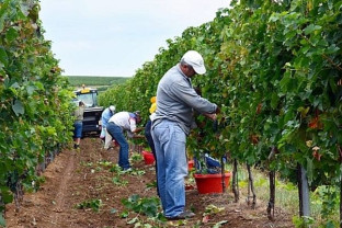 MADR: Criterii de eligibilitate la acordarea noului sprijin pentru investiţii în viticultură