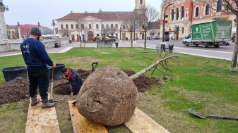 În Piaţa Unirii din Oradea - Au fost plantaţi stejarii roşii