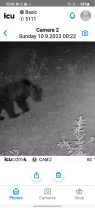 Urs filmat în pădure, la 30 km de Oradea