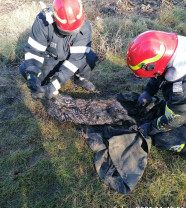 O căprioară căzută într-o fântână, salvată de pompierii bihoreni