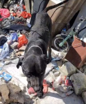 Doi bihoreni au fost amendaţi cu câte 15.000 de lei fiecare - Câine salvat de poliţişti