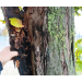 Autorizație de tăiere pentru nouă arbori  - Dispar „teii lui Eminescu”