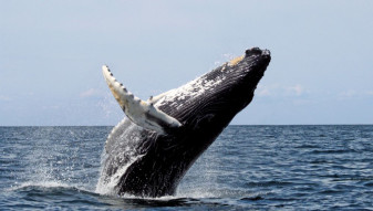 Secretul cântecului balenelor descoperit de cercetători în laringele lor - Sunete din adâncuri