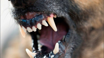 Câinii femeii, din categoria celor periculoşi, au atacat un alt animal - Orădeancă amendată cu 5.500 de lei