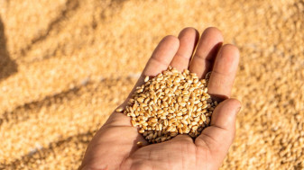 APIA. Pentru producătorii agricoli din sectorul cereale - Sprijin de urgență