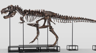 Schelet de dinozaur scos la licitaţie în Elveţia  - Un exemplar spectaculos