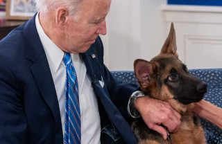 Dulăul lui Biden, Commander, este prea stresat de Casa Albă -  A muşcat din nou din Secret Service