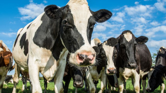 Pentru sprijinirea crescătorilor de bovine din România - CE aprobă schema de ajutor de stat
