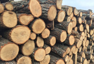 Modificare a Regulamentului de valorificare a masei lemnoase - Noi reguli decise de Guvern