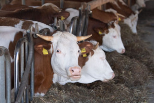 Sprijin pentru crescătorii de bovine pentru anul 2022 - Se primesc cererile
