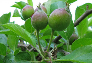 Buletin de avertizare fitosanitar - Tratament pentru măr şi păr
