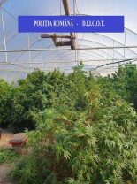 Cultură de peste o 160 kilograme de canabis, într-o seră din Bihor - Arestaţi pentru trafic internaţional de droguri