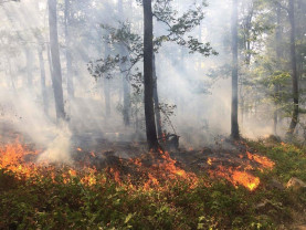 Efectele caniculei din weekend - Incendiu la o pădure de foioase