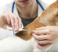 Campania de microcipare a câinilor cu stăpân - Orădenii, așteptați la cabinetele veterinare