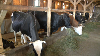 MADR. Ajutor de stat pentru minim 3 vaci - Cuantum maxim 290.000 euro/fermă