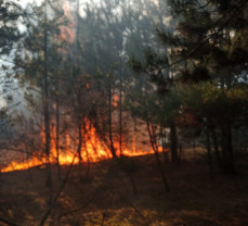 ​Intervenţii ale pompierilor - O pădure și șapte terenuri în flăcări