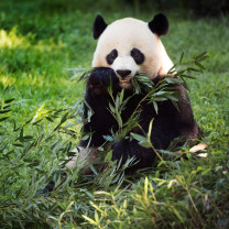 Tehnologia inteligentă ajută la salvarea urşilor panda giganţi - Citeşte chipuri şi anunţă incendii