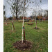 Sute de arbori au fost plantați în ultima lună, în Oradea - Plantări de toamnă