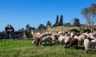 Soluţie pentru conservarea ruinelor antice de la Pompei - O turmă de oi salvatoare
