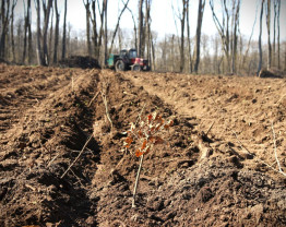 77 de hectare vor fi plantate în Bihor - Reîmpăduriri pe bani europeni