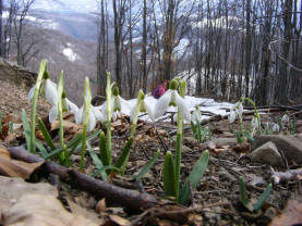 Turiştii au „invadat” defileul Crişului Repede, dând iama în vestitorii primăverii - Lăsaţi ghioceii să trăiască!