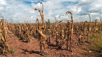 Producătorii agricoli afectați de seceta din 2022 - Pot solicita subvenții la Primăria Oradea