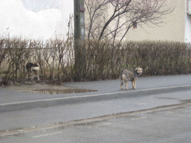 Consiliul Judeţean Bihor alocă bani primăriilor - Sterilizări gratuite pentru câinii