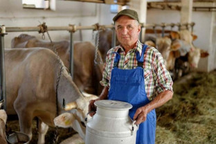 PNS 2023: Sprijin cuplat vaci de lapte - Condiţii care trebuie îndeplinite