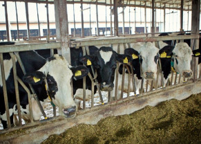 APIA. Subvenția vaci de lapte și carne - Plata estimată pe cap de animal