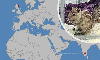 O veveriță a călătorit mii de kilometri pe ocean