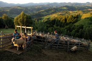 Care sunt problemele agriculturii din Nord-Vestul României - Sondaj în rândul fermierilor