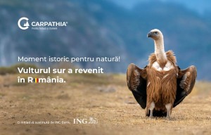 După mai bine de 70 de ani de la dispariție, primele 25 de exemplare au ajuns în Munții Carpați - Vulturii suri revin în România