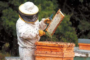 Cereri de plată pentru intervenţiile aferente sectorului apicol 2024 - Apicultorii sunt așteptați la APIA         