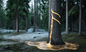 Descoperire în Finlanda - Aurul poate crește în copaci
