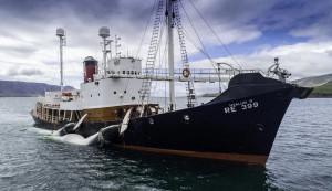 Islanda. După o pauză de doi ani - Vânătoarea de balene a reînceput