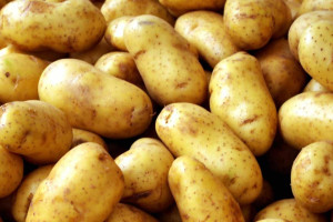 Pentru producătorii de cartofi de consum - Sprijin de până la 300 euro/ha