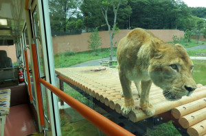Japonia. Trei lei au murit la o grădină zoologică - Doborâți de caniculă
